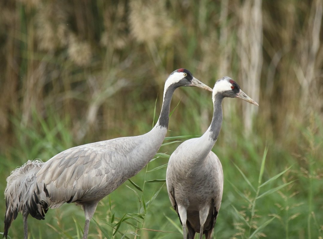 How to Upgrade Thehakepad