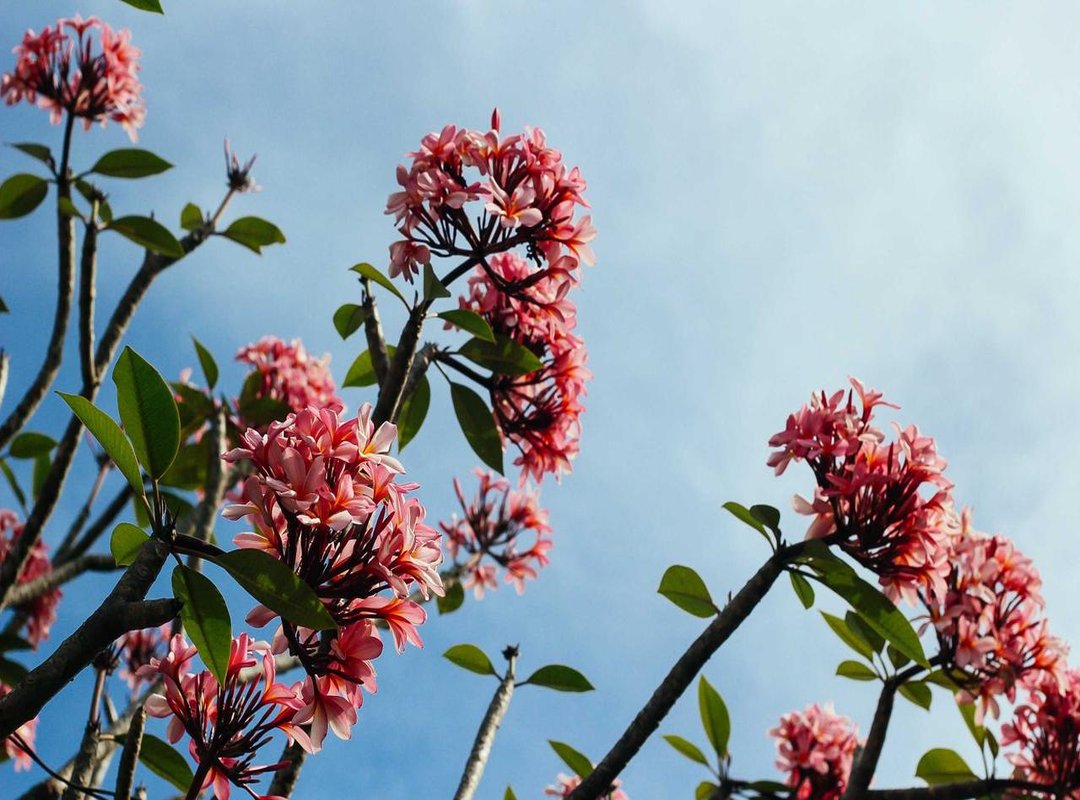 Staying Safe: The Hidden Dangers in Searching for Leaked Content