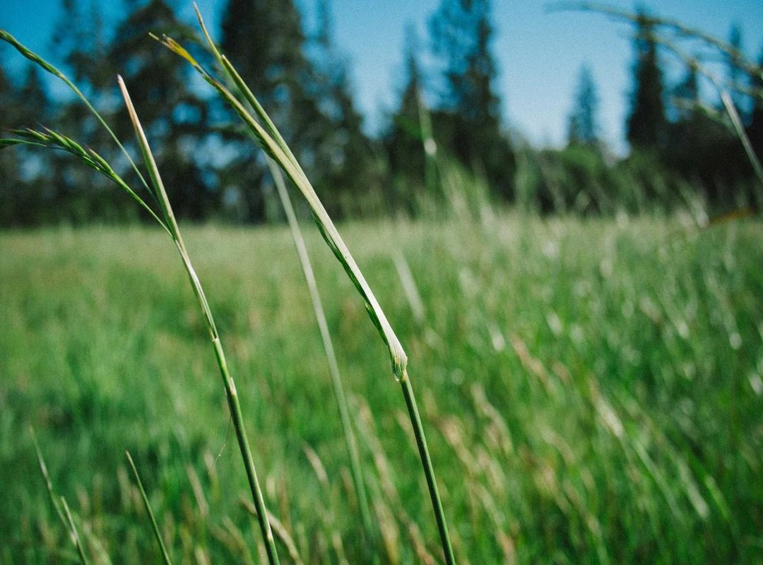 How to Prepare This Drink: A Simple and Safe Method